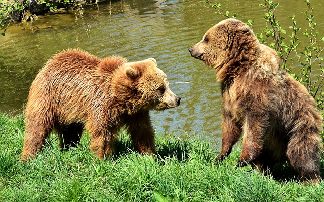 Bruine beer in Albanië 