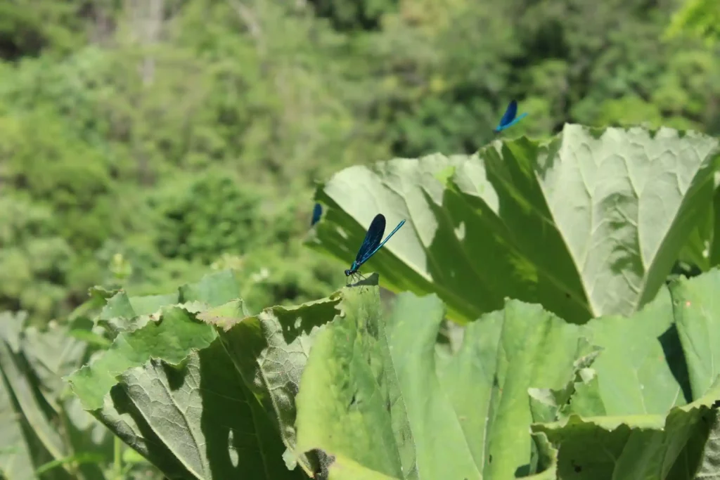 Blauwe libelles bij de bleu eye