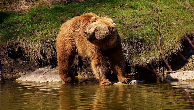 Europese bruine beer - gevaarlijke dieren in Montenegro 