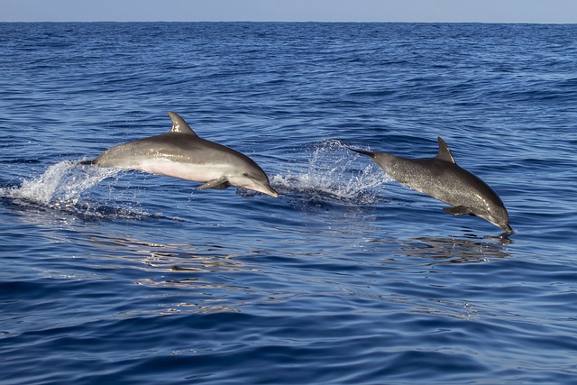 Dolfijnen in Albanië
