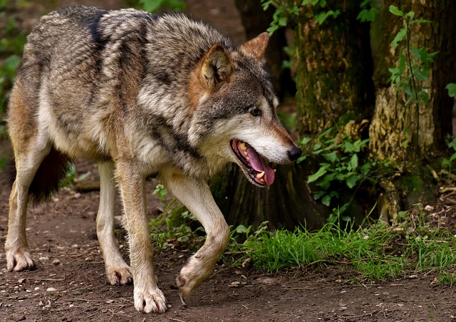 Wolf in Bulgarije