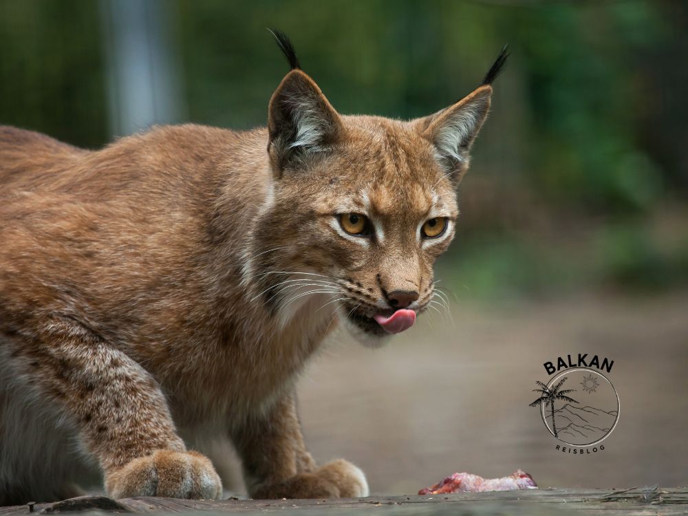 Lynx in Kroatië